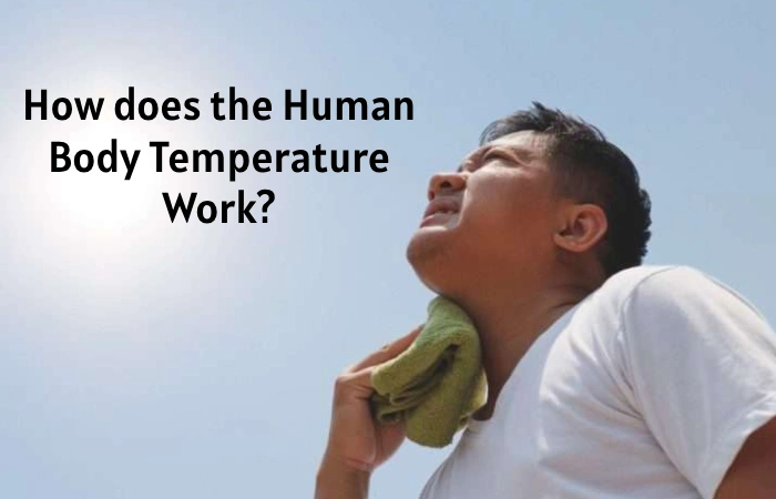 How does the Human Body Temperature Work?