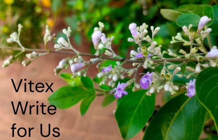 Vitex Write for Us