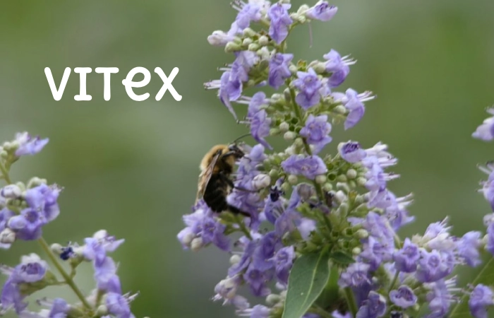 Vitex
